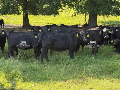 cattle listing photo