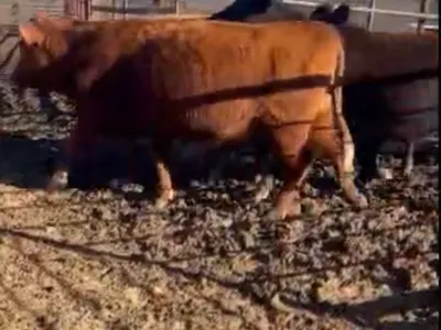 cattle listing photo