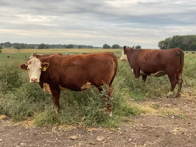 cattle listing photo