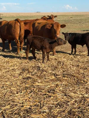 cattle listing photo