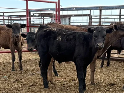 cattle listing photo