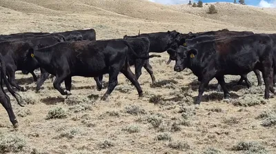 cattle listing photo
