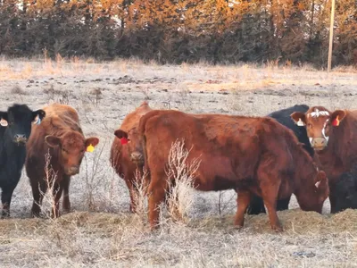 cattle listing photo