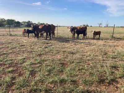 cattle listing photo