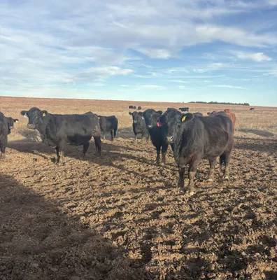cattle listing photo