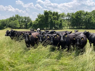 cattle listing photo