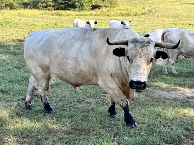 cattle listing photo