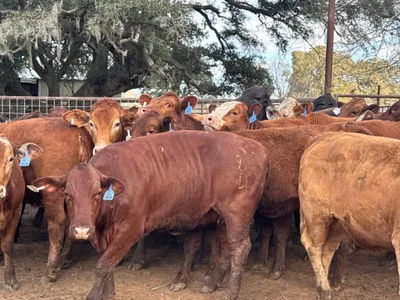 cattle listing photo