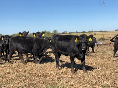 cattle listing photo