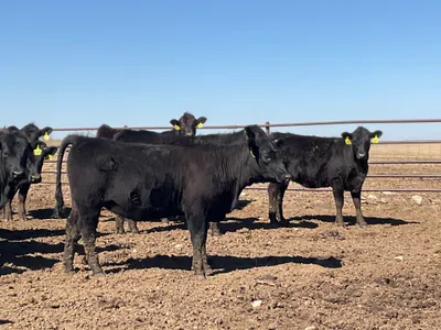 cattle listing photo