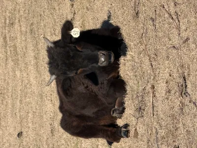 cattle listing photo