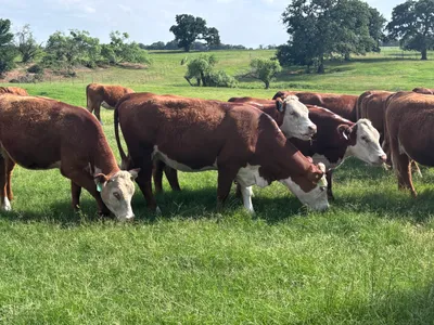 cattle listing photo
