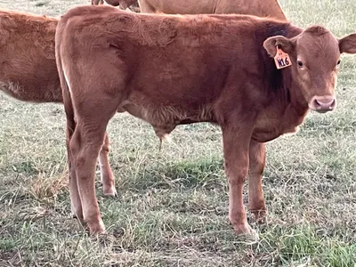 cattle listing photo