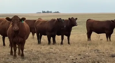 cattle listing photo