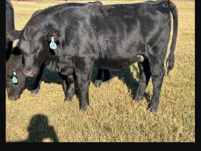 cattle listing photo