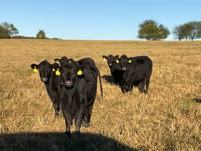 cattle listing photo