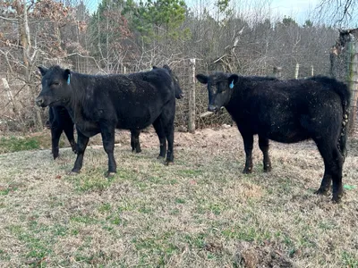 cattle listing photo