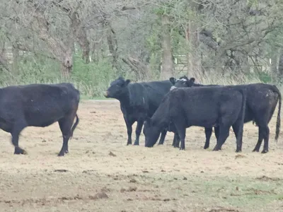 cattle listing photo