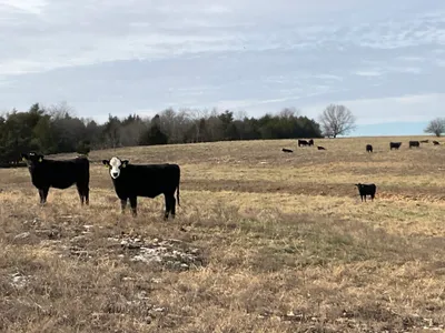 cattle listing photo
