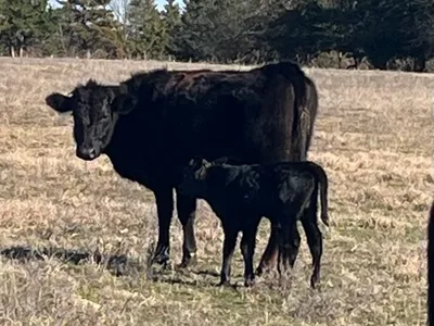 cattle listing photo