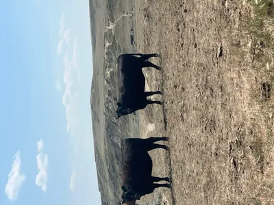 cattle listing photo