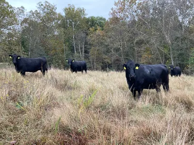 cattle listing photo