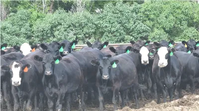 cattle listing photo