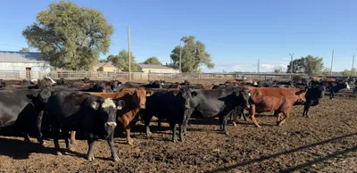 cattle listing photo