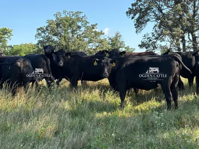 cattle listing photo