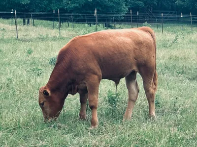cattle listing photo