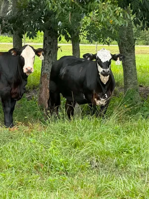 cattle listing photo