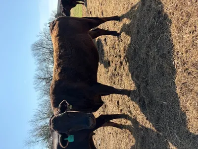 cattle listing photo