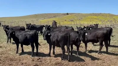 cattle listing photo