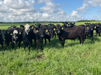 cattle listing photo