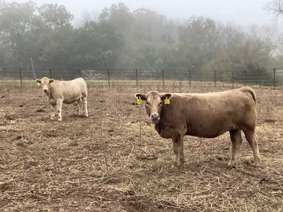 cattle listing photo