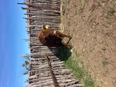 cattle listing photo