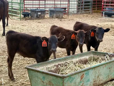cattle listing photo