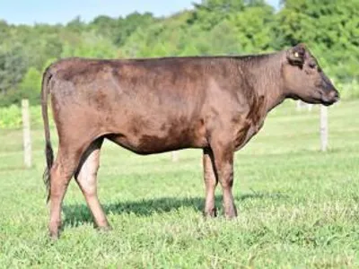 cattle listing photo