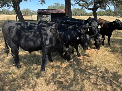 cattle listing photo