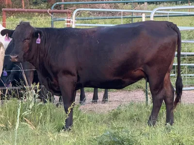cattle listing photo
