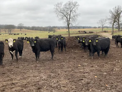 cattle listing photo