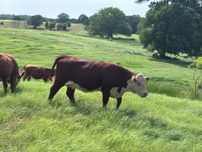 cattle listing photo