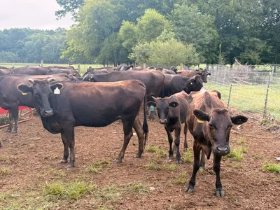 cattle listing photo