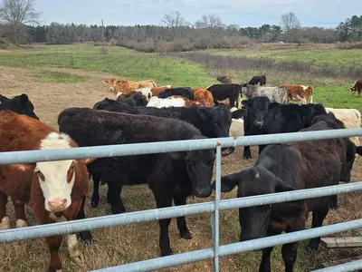 cattle listing photo