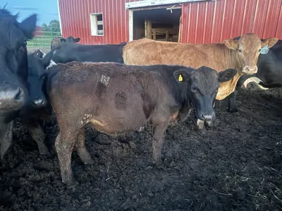 cattle listing photo