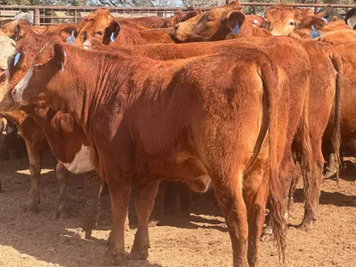 cattle listing photo