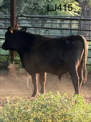 cattle listing photo