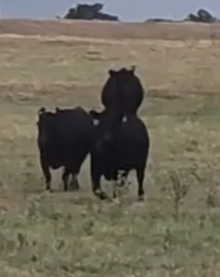 cattle listing photo