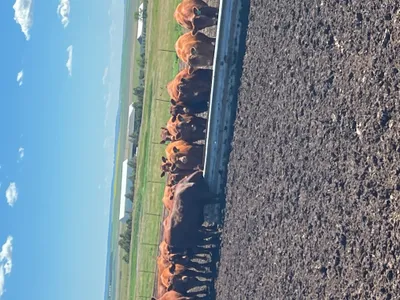 cattle listing photo
