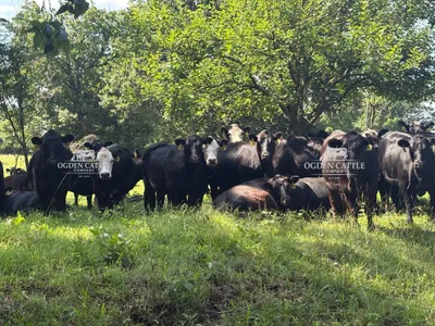 cattle listing photo